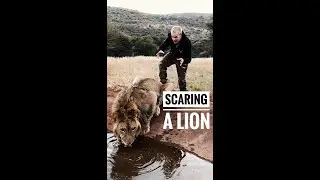 Scaring a Lion🦁  
