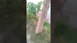 নদীর পাশ দিয়ে গ্রামের প্রাকৃতিক দৃশ্য! beautiful village life !