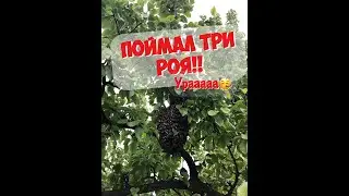 Поймал сразу 3 роя! Но уже в 2020 году😅☺️😉