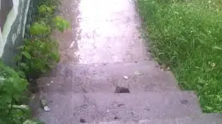 The whim of the element. Abnormal hailstones Part 1