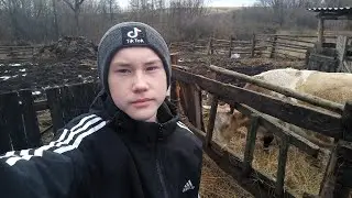 ПРОДАЕМ НЕ ДОЖИДАЯСЬ ОТЕЛОВ!!! КОГДА ДАТА РОДОВ?