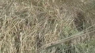 Анатолий Приставкин. Ночевала тучка золотая. Часть 8.