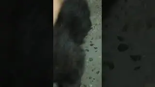 мой кот