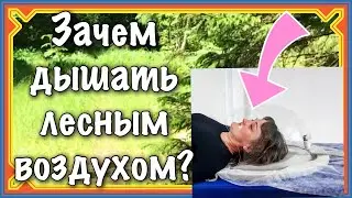 Прогулка по лесу защитит от болезней. Что содержит лесной воздух?