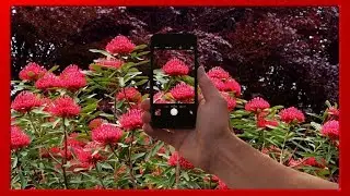 Usando un 'Shazam' para identificar plantas con tu móvil