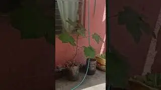 Init kaayo pero Okra kaayo