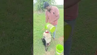 Vivasayam and harvesting #shorts #vivasayam #viral #farming