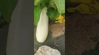 Ну как вам баклажаны?