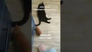 рыжий слегка подрос #кот #котики #cat #прикол #коты #cats