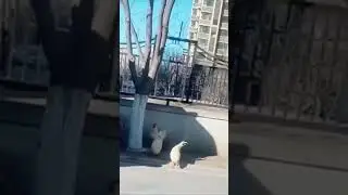 Да гавкался 😁🤭