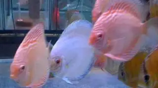 Connie's White Butterfly Discus in a 175 gallon tank