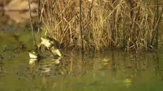 Marsh frog - Pelophylax ridibundus - ჭაობის ბაყაყი (ტბორის ბაყაყი)