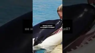 Почему косатки НЕ НАПАДАЮТ на людей?😱