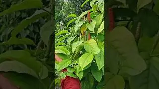Cabe Jamu Sebulan Panen 4 Kali #cabejamu #cabejawa #petanimilenial