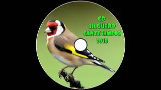 Canto Jilguero Limpio 2018