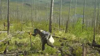 Reforesting BC's Burned Lands: 'Forest for the Fires' Doc | Monoculture Planting After Wildfires 🔥