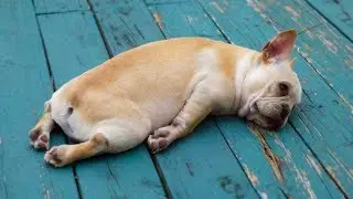 Cute is Not Enough - Funny Cats and Dogs Compilation #269