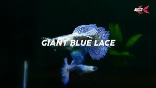 Giant Blue Lace