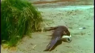Bird stuck!