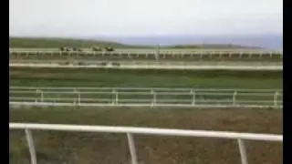 Horse racing in St. Kitts 2 - Tiedintwine