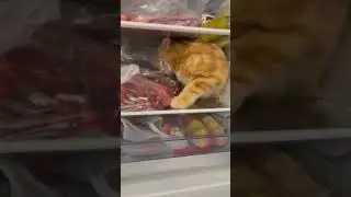 Where is cat🐈? What it do? 🤔