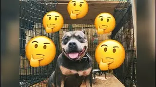 Progesterone test is she ready???🧐🤔