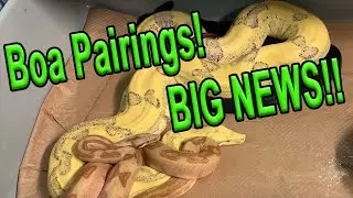 Boa Pairings 2022 Season & BIG NEWS!!!