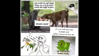 Best funny memes#sinhala#2023.