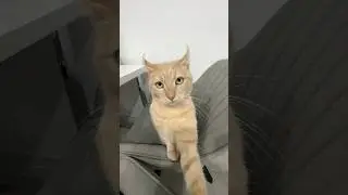 The character of a cat-man