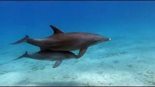 Tauchschein im Orca Dive Club Coral Garden - Gassous Bay 22