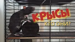 Крысы в клетке - кто они? Наши пращуры?