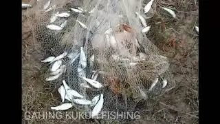 #Gahingkukuhfishing sekali tebar auto lumayan dapat banyak#Shorts