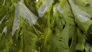 Mugwort Gel Cleanser | l'M FROM Mugwort Gel Cleanser (아임프롬 머그워트 젤 클렌저)