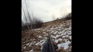 Как мужики в Сибири на зайца ходили/Охота на косулю