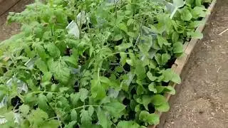 Огородное кино. Делюсь впечатлениями.