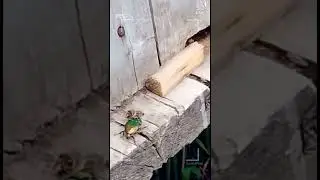 Битва пчелы с жуком