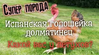 Вес петухов испанской голошейки/Самые выгодные куры/бизнес на курах