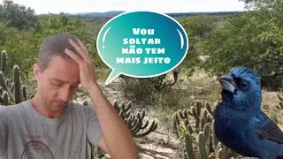 Como resolver o problema com azulão que era bom de pegada livre no mato e ficou corrido de mão