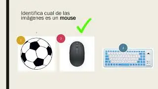 Partes del mouse