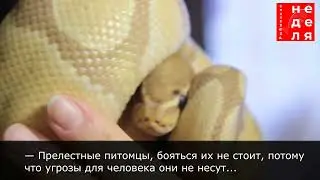Необычные друзья