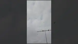 Голуби Владимира Николаевича Петренко станица Староминская