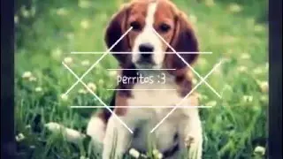 Fotos De Perritos [2016]