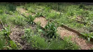 Planting a garden will increase your health and wealth
