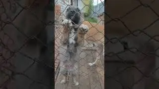 TitititititA