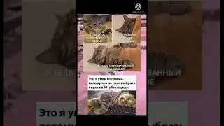 2видео пошло 