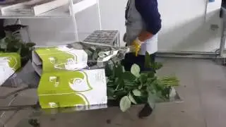 От упаковки до холодильника плантация роз в Эквадоре.