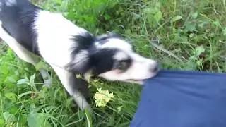 голодные игры каждый сам за себя