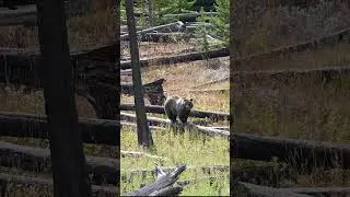 Large grizzly in the wilderness #nature #short  #wildlife