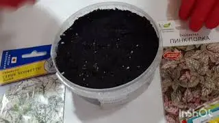 Гипоэстесес из семян #гипоэстесизсемян