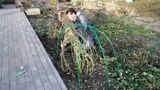 РОЗЫ ГОТОВЛЮ К ЗИМЕ . ПЬЕР ДЕ РОНСАР. РАБОТЫ В САДУ.